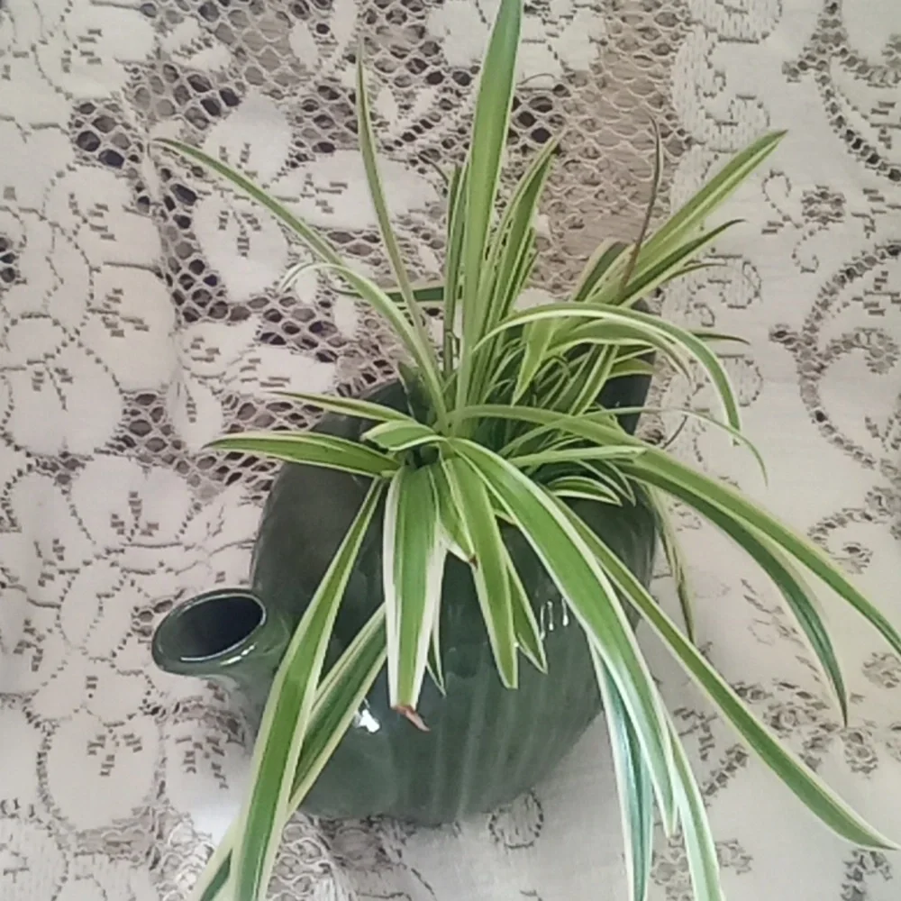Vintage Fraunfelter teapot with 2 airplane plants